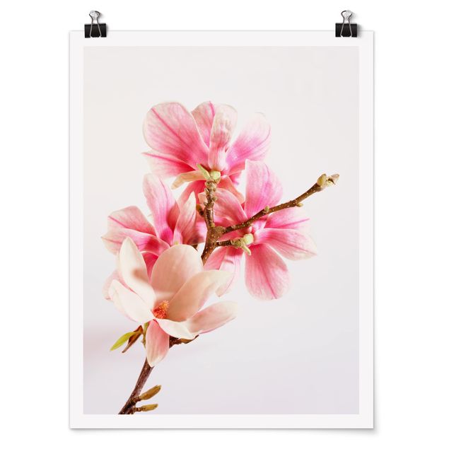 Cuadros flores Magnolia Blossoms
