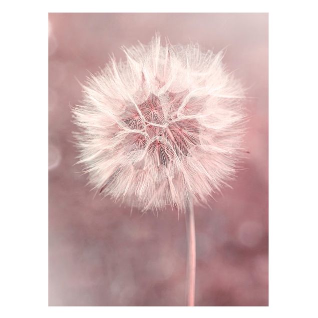 Tableros magnéticos flores Dandelion Bokeh Light Pink