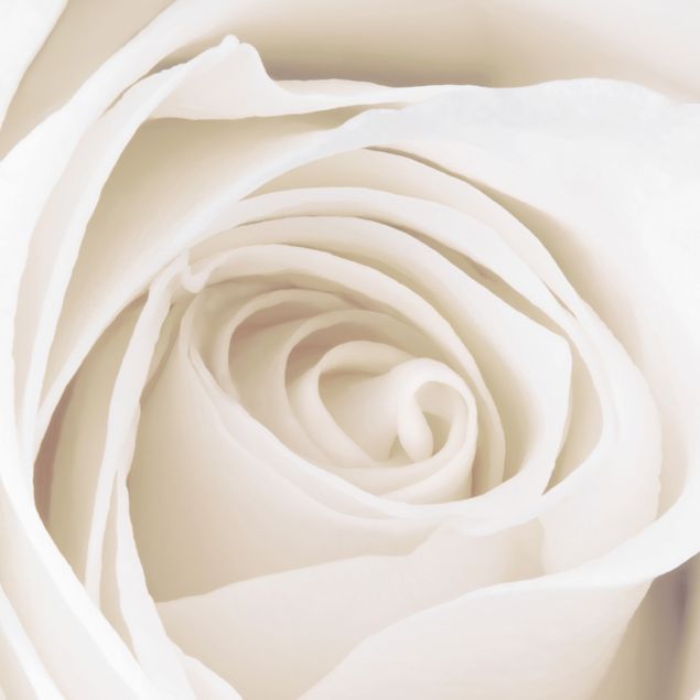 Láminas de vinilo Pretty White Rose