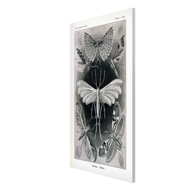Tableros magnéticos animales Vintage Board Moths And Butterflies