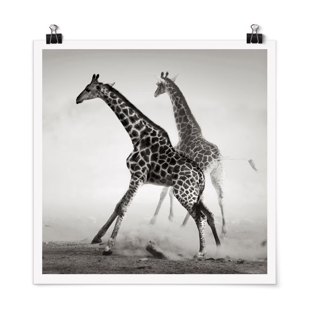 Póster blanco y negro Giraffe Hunt