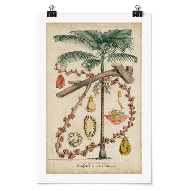 Cuadros de plantas Vintage Board Exotic Palms II