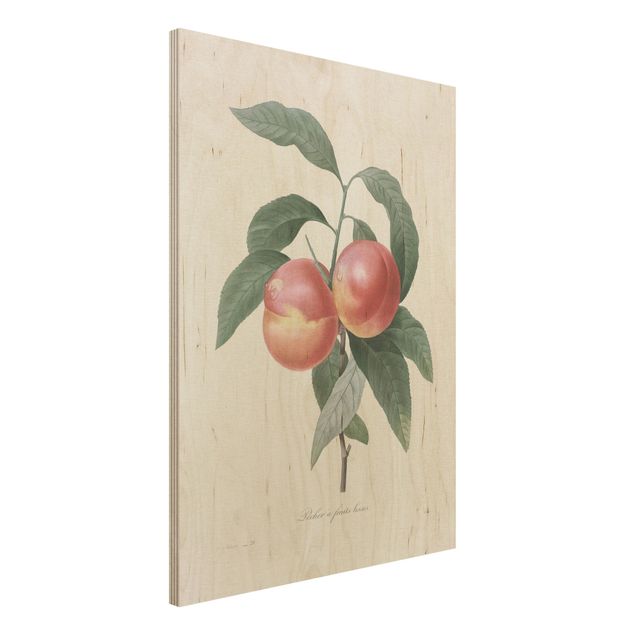 Decoración de cocinas Botany Vintage Illustration Peach