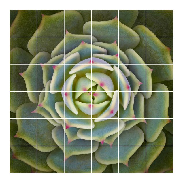 Adhesivos para azulejos en verde Succulent - Echeveria Ben Badis