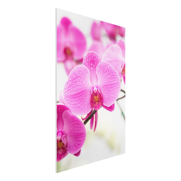 Cuadros con orquideas Close-Up Orchid