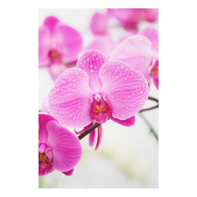 Decoración cocina Close-Up Orchid
