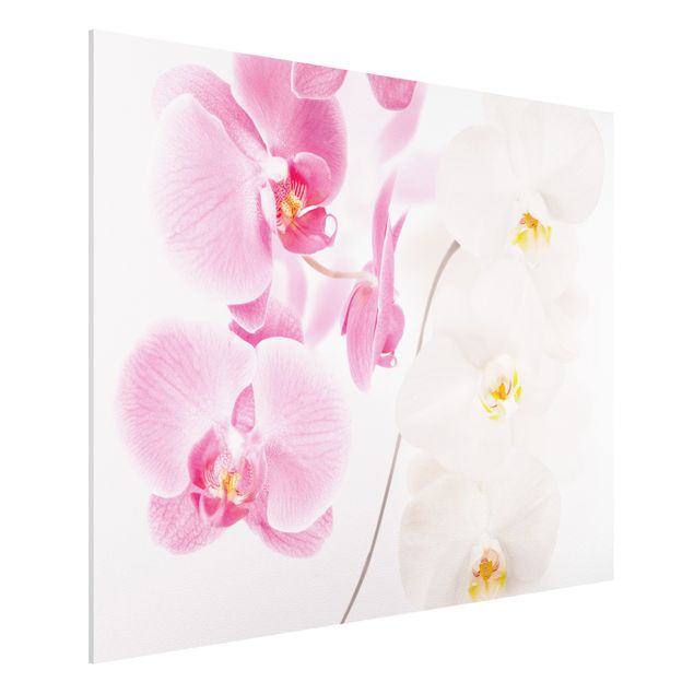 Cuadros con orquideas Delicate Orchids
