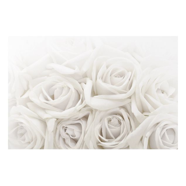 Cuadros de plantas White Roses