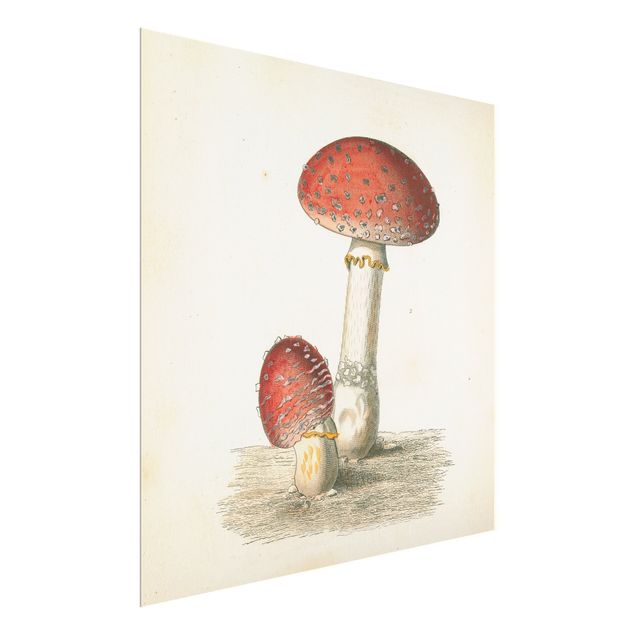 Cuadros decorativos French mushrooms II
