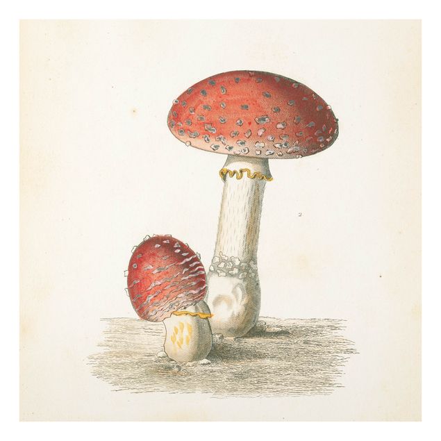 Tableros magnéticos de vidrio French mushrooms II