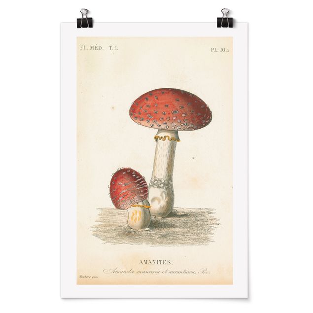 Cuadros decorativos vintage French mushrooms II