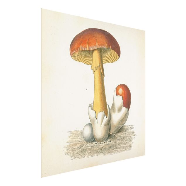 Cuadros decorativos French Mushrooms