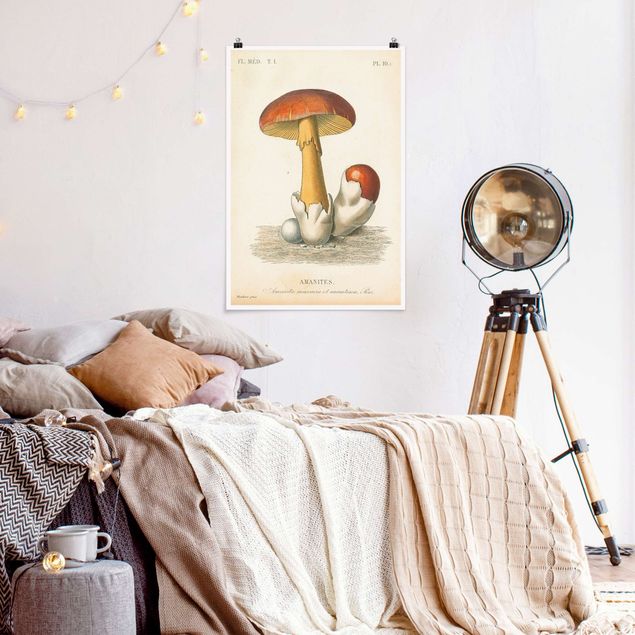 Pósters vintage French Mushrooms