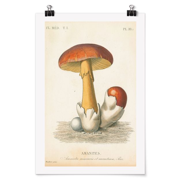 Cuadros vintage French Mushrooms