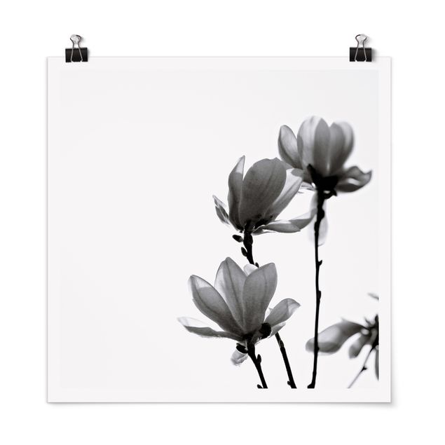 Cuadros de plantas Herald Of Spring Magnolia Black And White