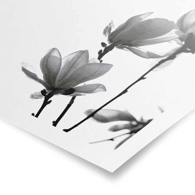 Cuadros en blanco y negro Herald Of Spring Magnolia Black And White