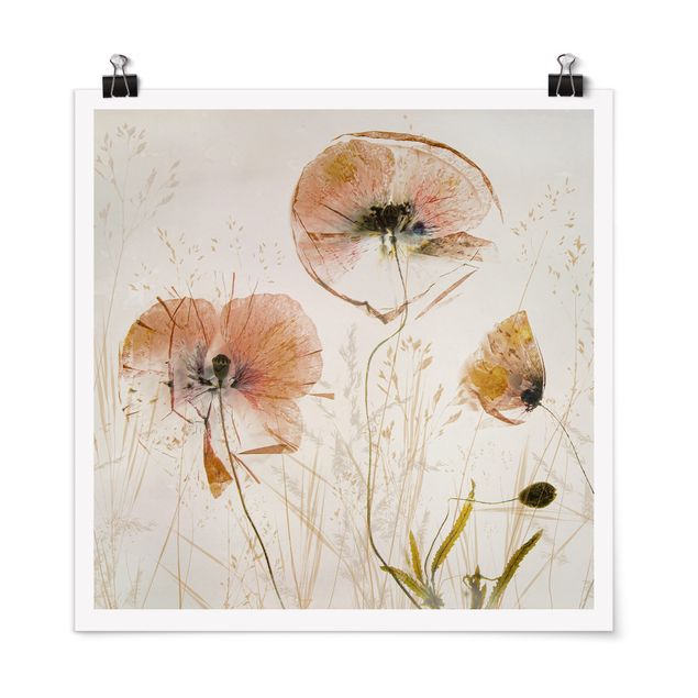 Cuadros plantas Dried Poppy Flowers With Delicate Grasses