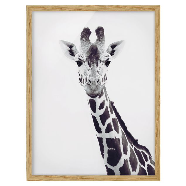 Pósters enmarcados de animales Giraffe Portrait In Black And White