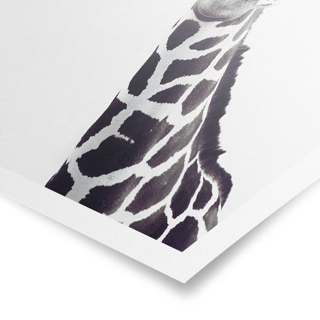 Cuadros decorativos modernos Giraffe Portrait In Black And White