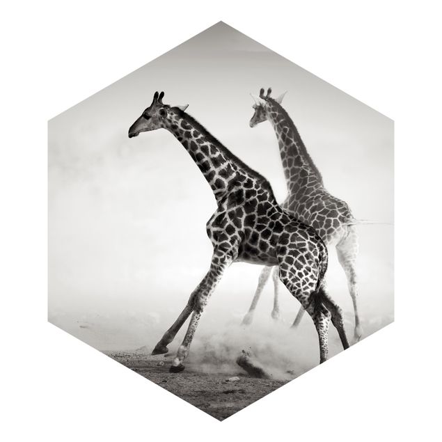Papel pintado blanco y negro Giraffe Hunt