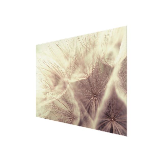 Cuadros modernos Detailed Dandelion Macro Shot With Vintage Blur Effect