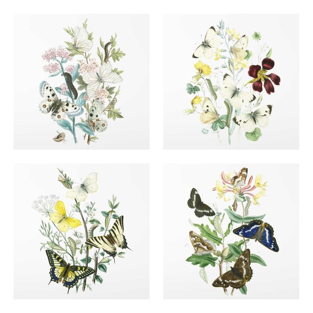 Cuadros de plantas British Butterflies Set II