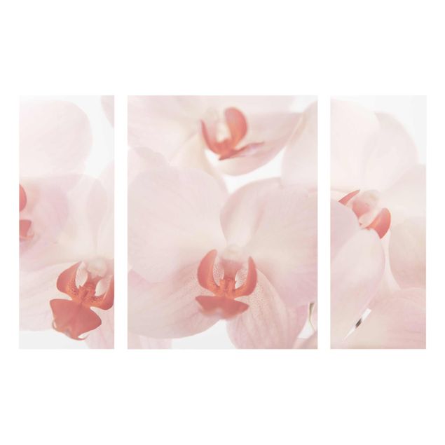 Cuadros de cristal flores Bright Orchid Flower Wallpaper - Svelte Orchids