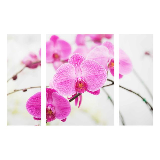 Cuadros de cristal flores Close-Up Orchid