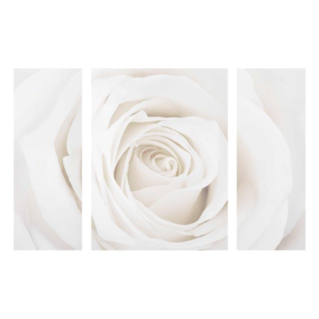 Cuadros plantas Pretty White Rose
