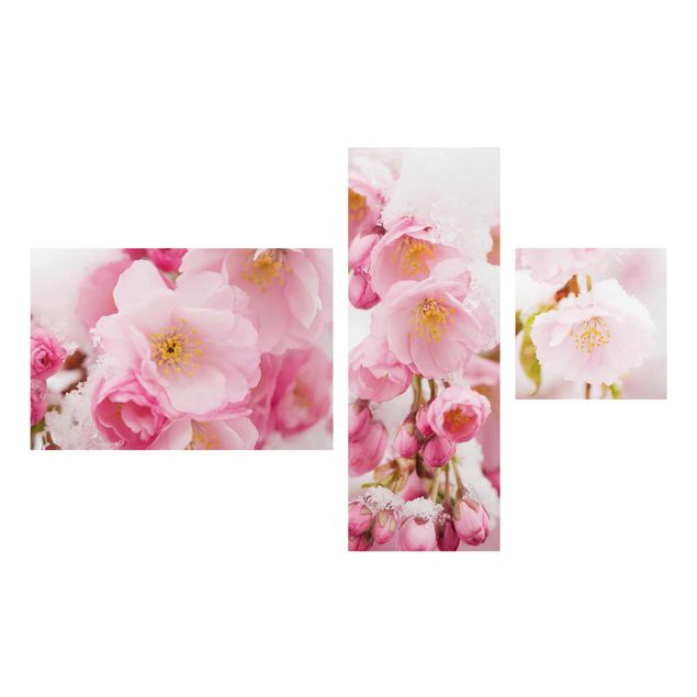 Cuadros de plantas Snow-Covered Cherry Blossoms