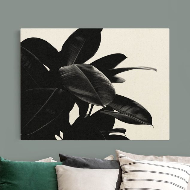 Lienzos flores Rubber Tree Black And White