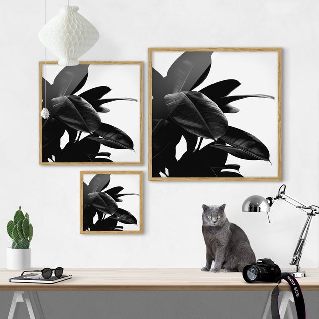 Cuadros a blanco y negro Rubber Tree Black And White