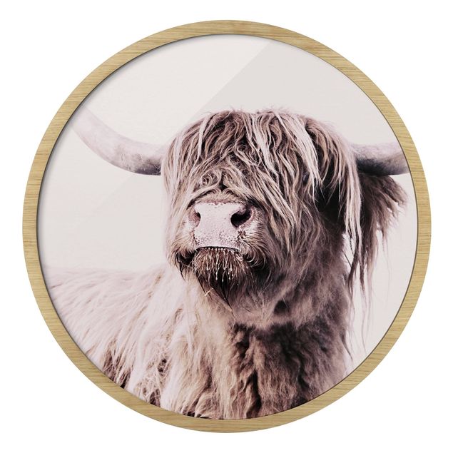 Cuadros de Monika Strigel Highland Cattle Frida In Beige