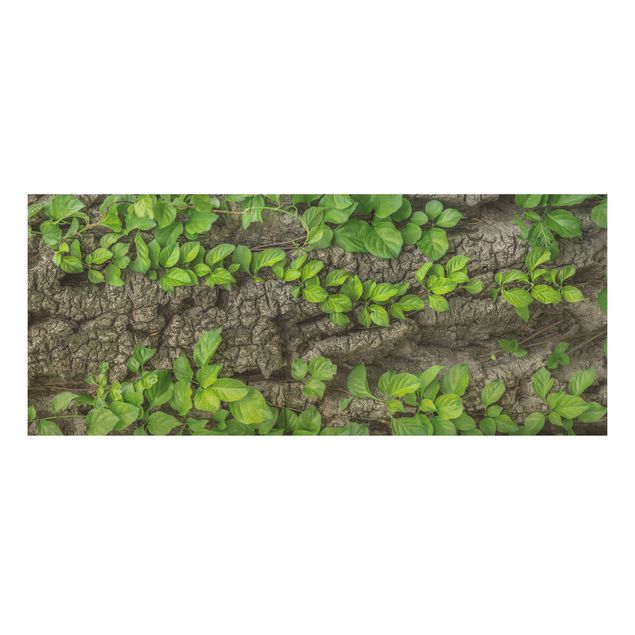 Cuadros de madera flores Ivy Tendrils Tree Bark