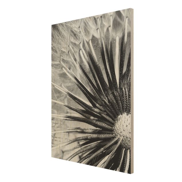cuadro vintage madera Dandelion Black & White