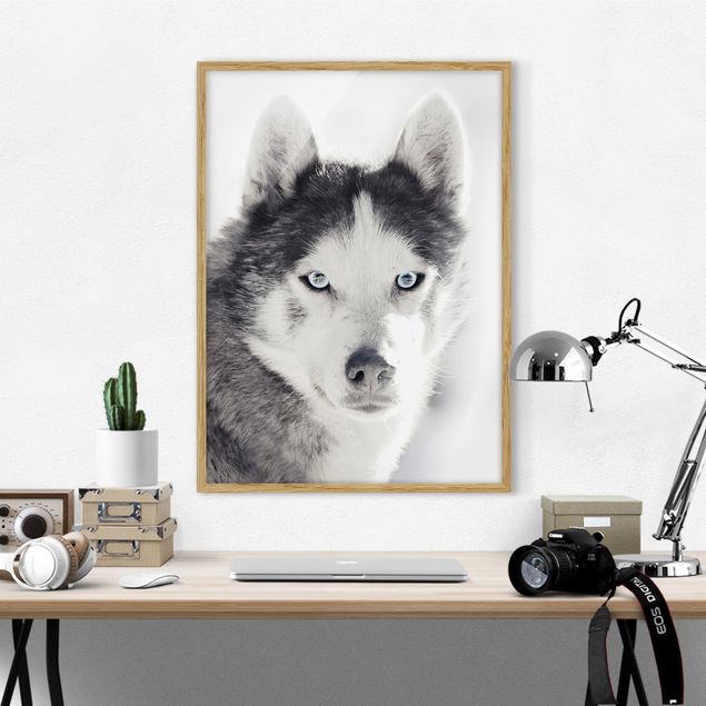 Cuadros con perritos Husky Portrait