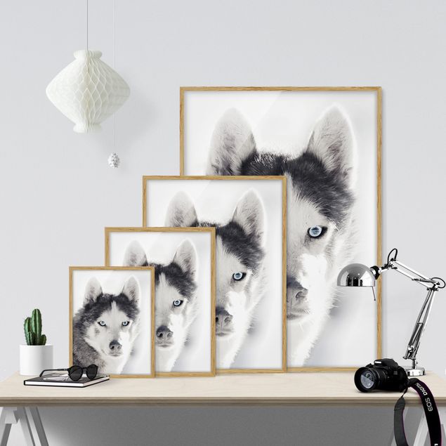 Cuadros animales Husky Portrait
