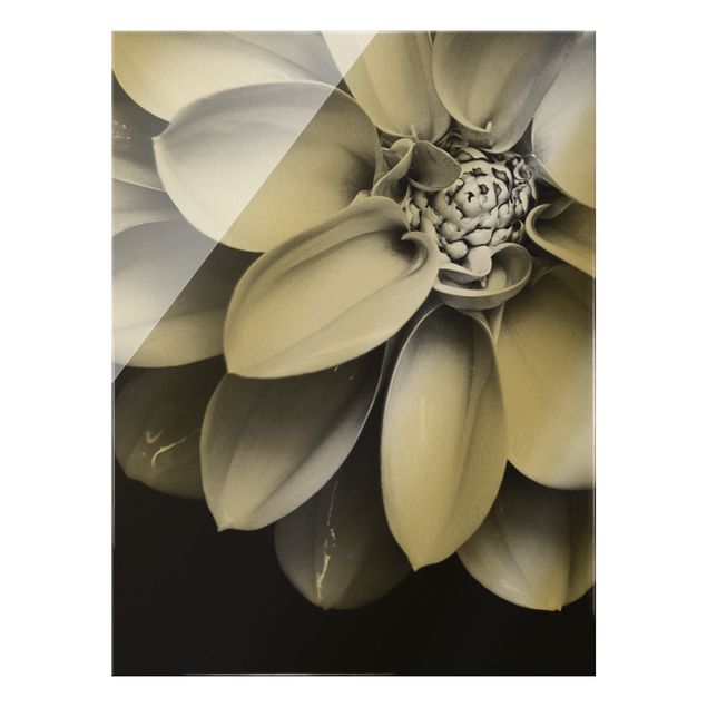 Cuadros a blanco y negro In The Heart Of A Dahlia Black And White