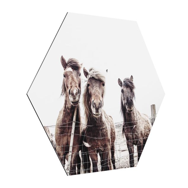 Cuadros animales Icelandic Horse