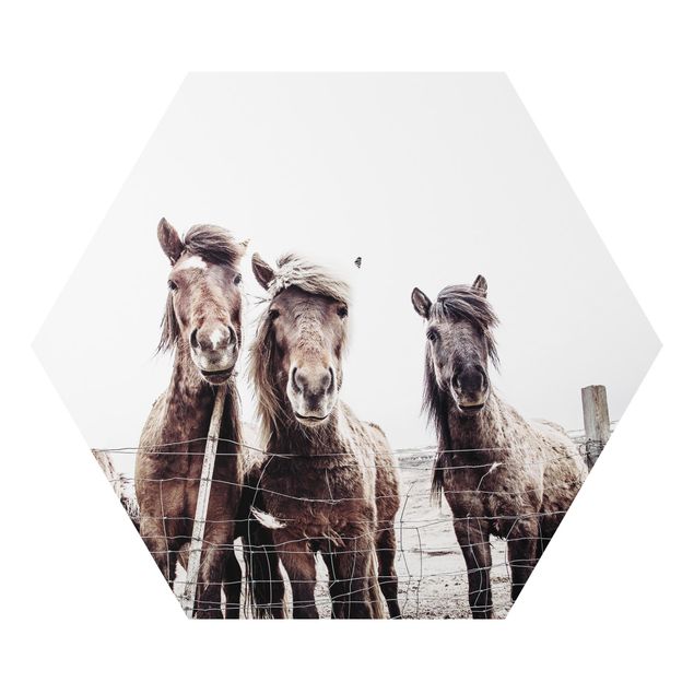 Cuadros en tonos beige y marrón Icelandic Horse