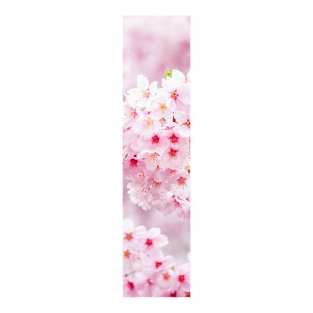 Paneles japoneses flores Japanese Cherry Blossoms