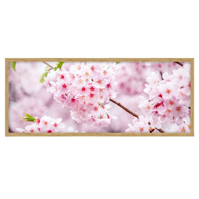 Cuadros de ciudades Japanese Cherry Blossoms
