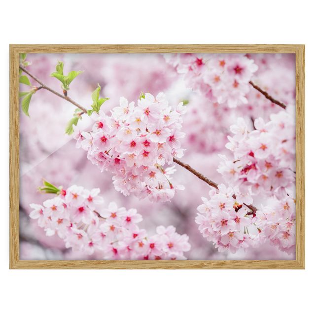 Cuadros ciudades Japanese Cherry Blossoms