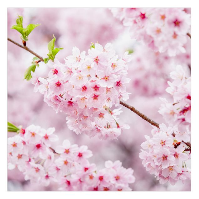 Vinilo para cristales - Japanese Cherry Blossoms