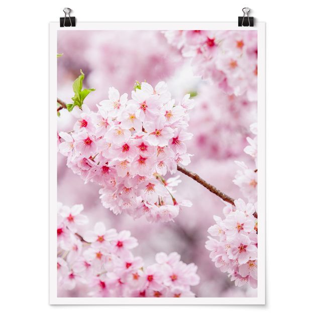 Póster flores Japanese Cherry Blossoms