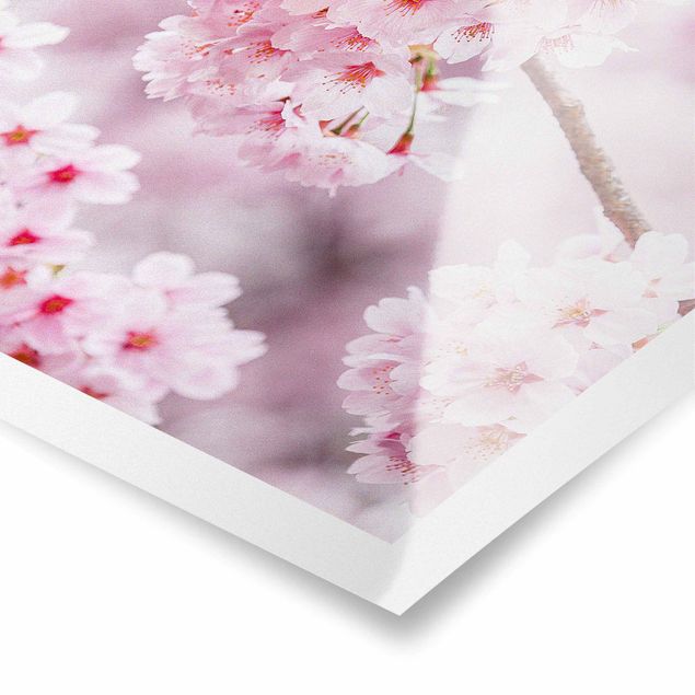 Cuadros tonos naranjas Japanese Cherry Blossoms