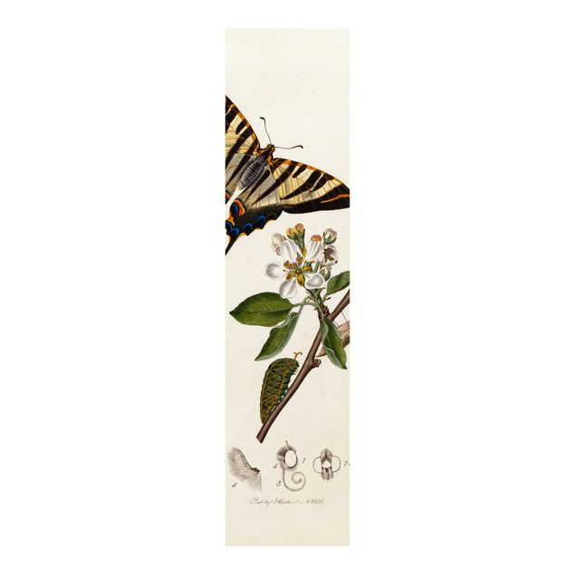 Cuadros famosos John Curtis - A Scarce Swallow-Tail Butterfly