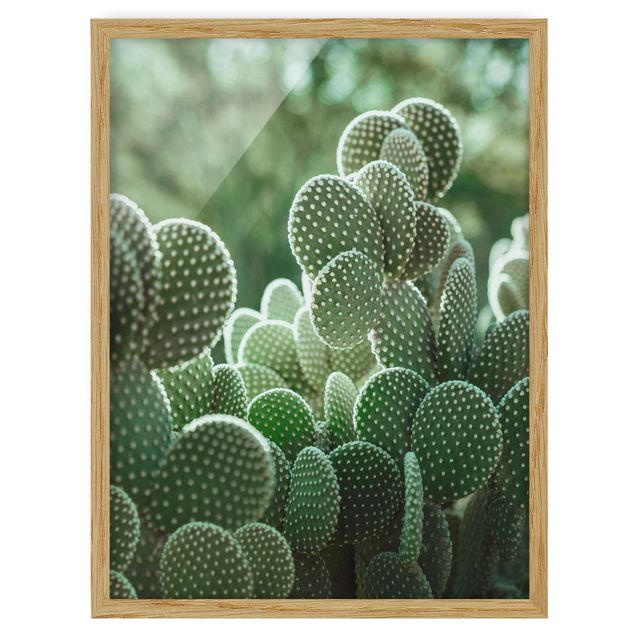 Cuadros de flores modernos Cacti