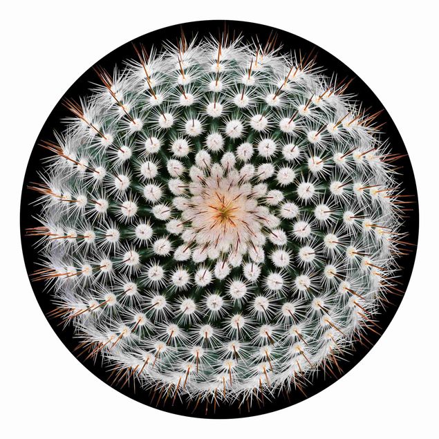 Papeles pintados modernos Cactus Flower