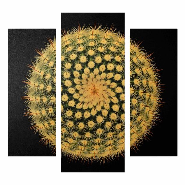 Cuadros modernos Cactus Flower
